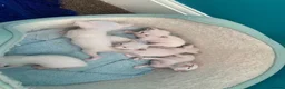 Siamese cats for sale: Lilac point & chocolate point kittens  in Leicester - Advert 12