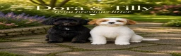 Cavapoo dogs for sale: STUNNING H/TESTED F1 TOY CAVAPOOS READY NOW - Advert 2