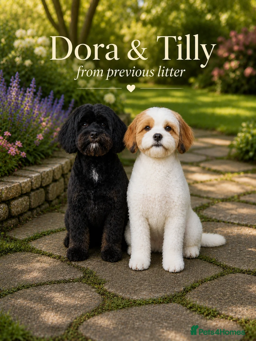 Cavapoo dogs for sale: STUNNING H/TESTED F1 TOY CAVAPOOS READY NOW - Advert 2