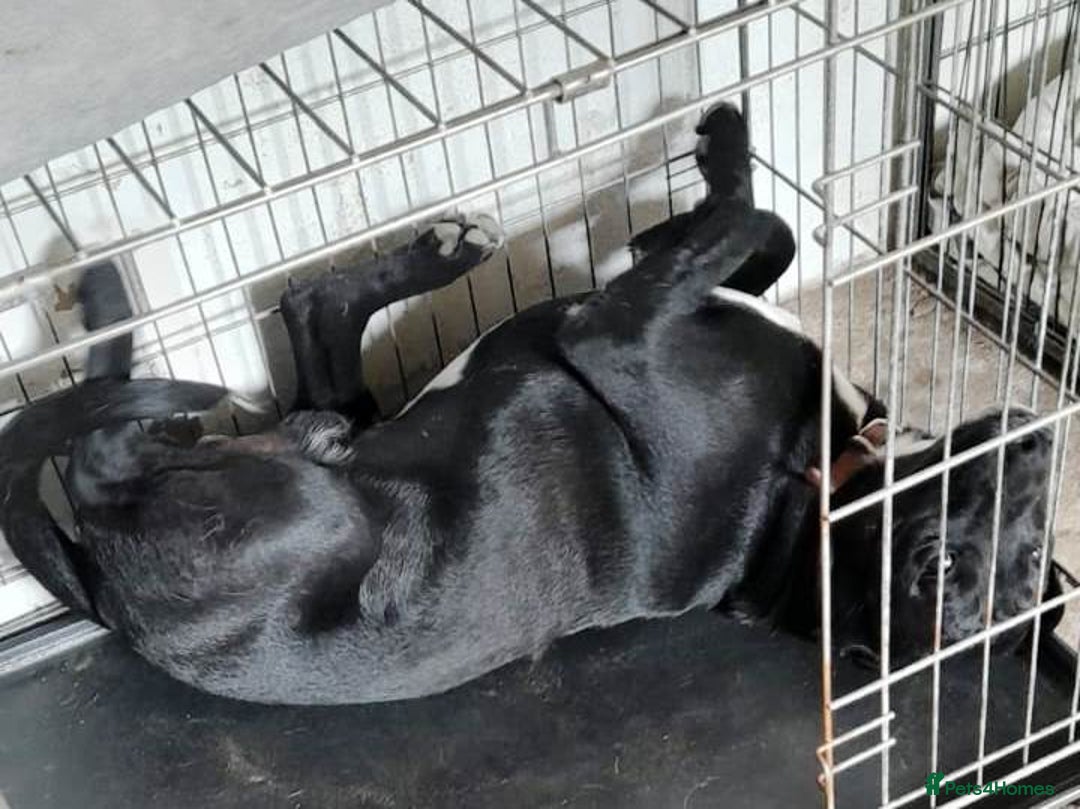 Mixed Breed dogs for adoption: SHEAMUS-a sensitive Soul for the right Human Match - Advert 31