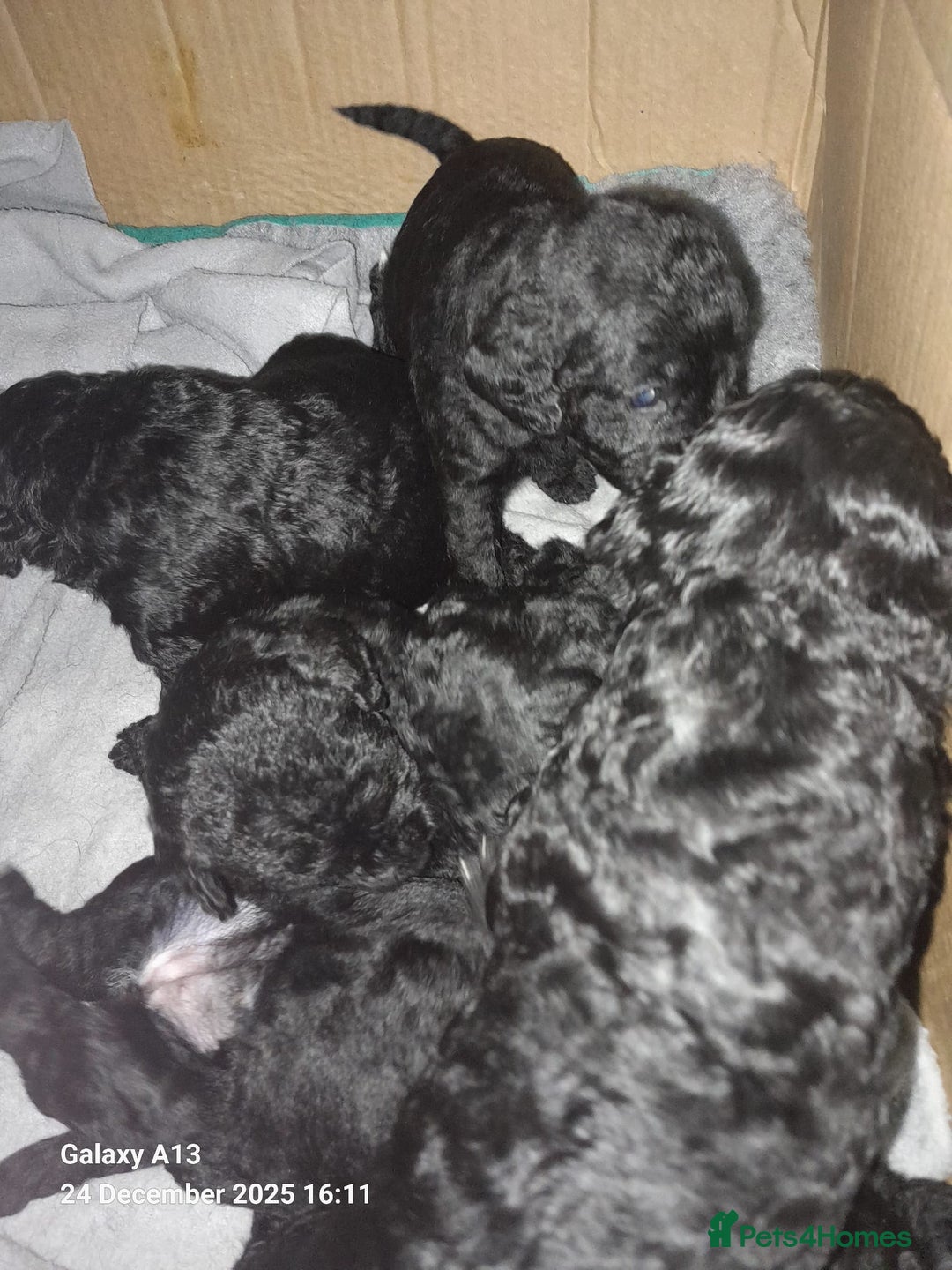 Cockapoo dogs for sale: Black Cockapoos  - Advert 8