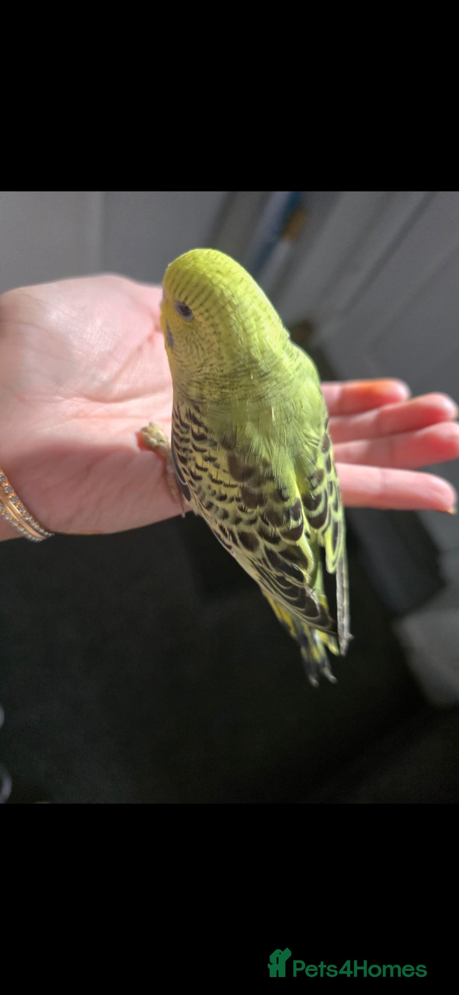Budgerigars birds for sale: Baby budgies  - Advert 3