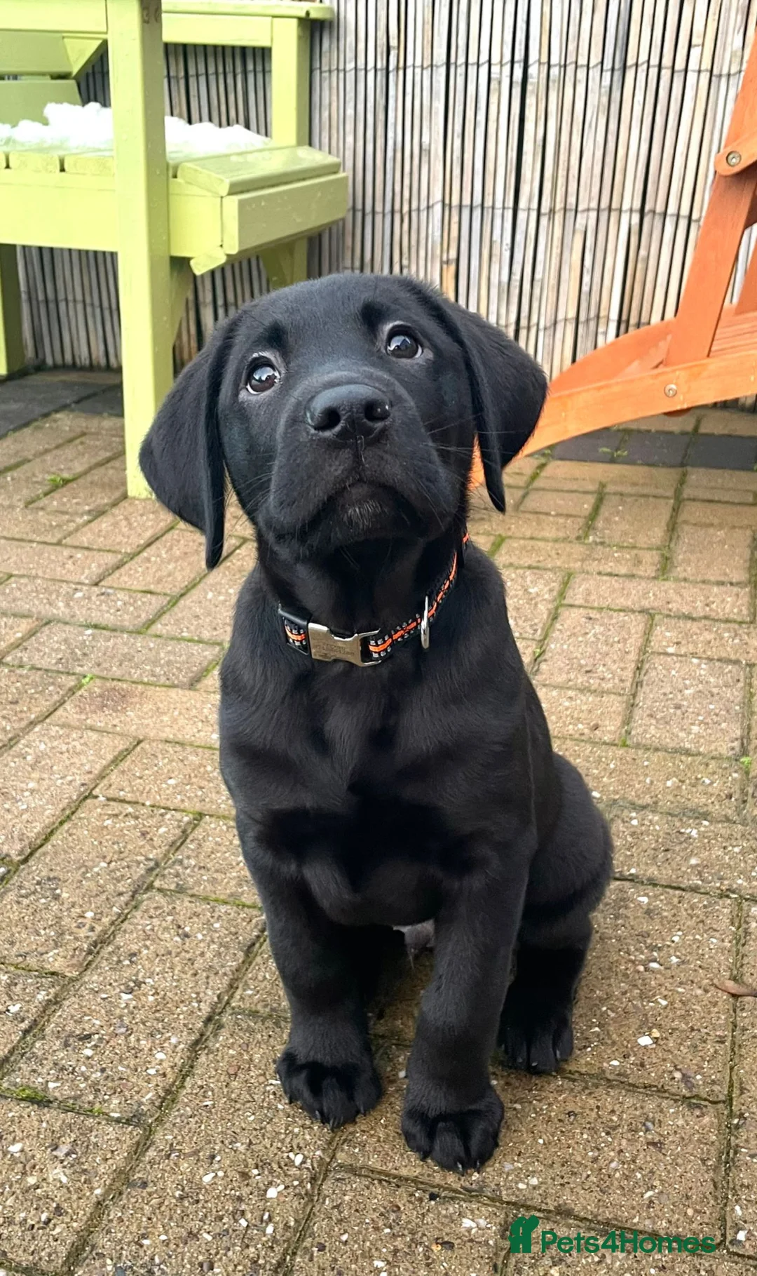 Labrador Retriever dogs for stud: KC REGISTERED LABRADOR FOR STUD ONLY  - Advert 7