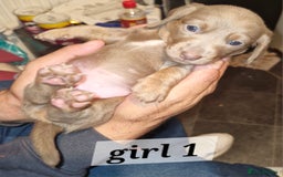 Dachshund dogs for sale: 7 beautiful dachshunds puppys - Image 3