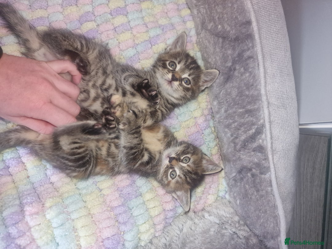 Bengal cats for sale: Stunning bengal X kittens - Image 13