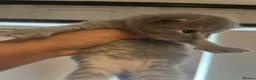 Mixed Breed cats for sale: BSH X RAGDOLLS X SCOTTISH FOLD in Rotherham - Advert 3