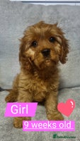 Cavapoo dogs beautiful fox red miniature cavapoo puppies - Advert 15