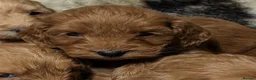 Cockapoo dogs for sale: Quality F1 Cockapoo puppies  in Ammanford - Advert 14