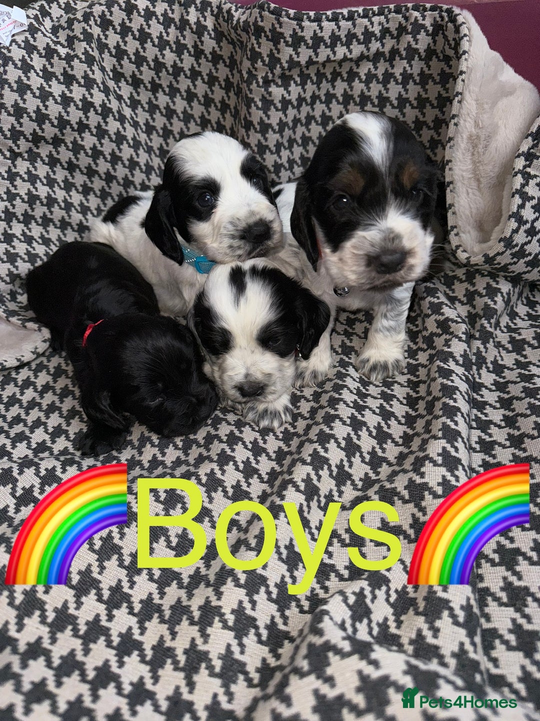 Cocker Spaniel dogs for sale: Cocker spaniel puppy’s - Image 2