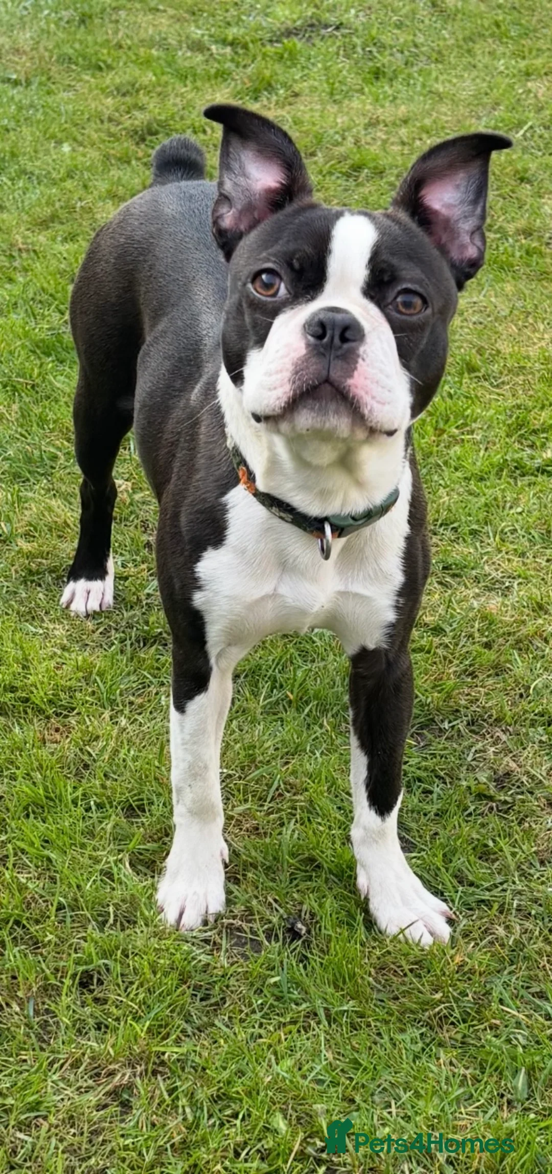 Boston Terrier dogs for sale: 🌟Quality KC Boston Terrier 9 Month old Puppy - Advert 1
