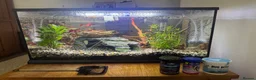 Live Bearers fish for sale: Ultimate 40L Tropical Aquarium Setup with 9guppies in Newport - Advert 3