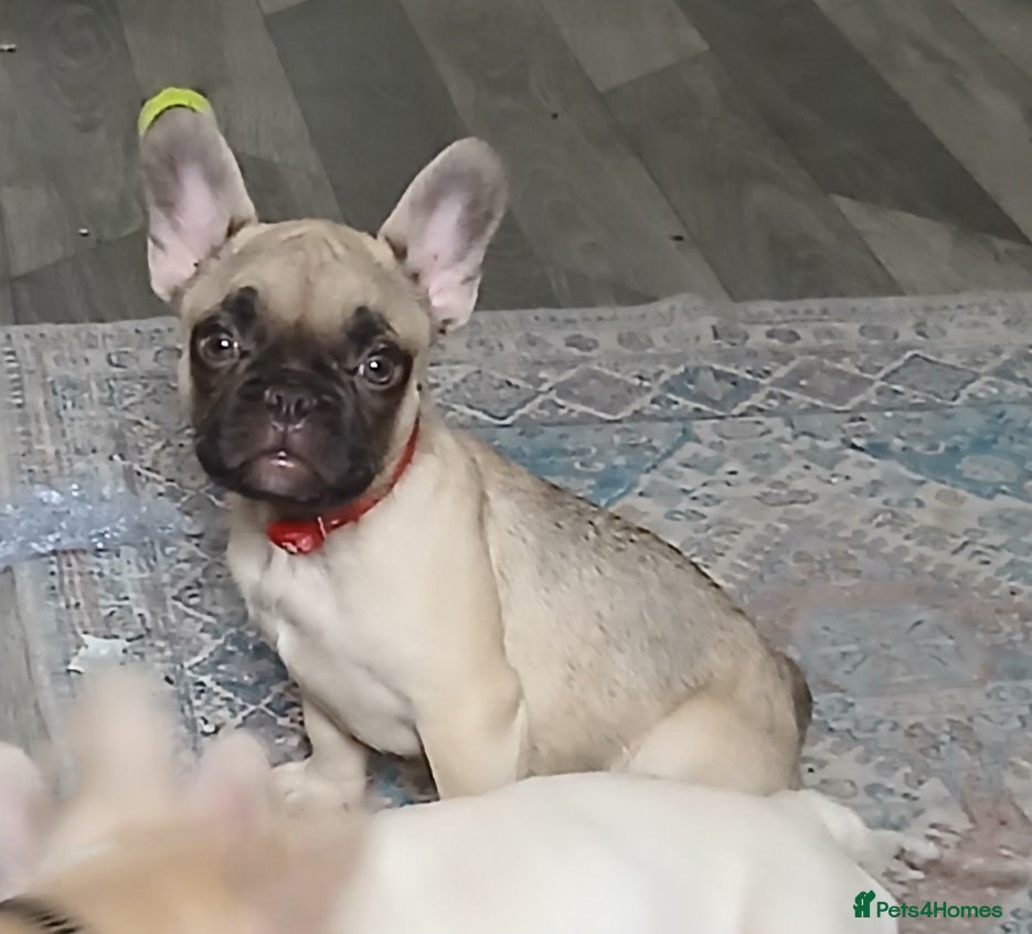 French Bulldog dogs Gorgeous frenchies. 2girls left - Advert 5