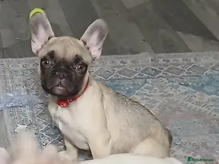 French Bulldog dogs Gorgeous frenchies. 2girls left - Advert 5