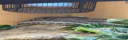 Rat Snake reptiles for sale: 4 Lined Rat Snake Male - Advert 6