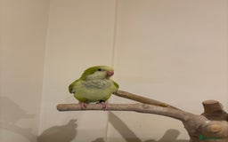 Parrots birds for sale: Hand reared baby quaker - Image 2