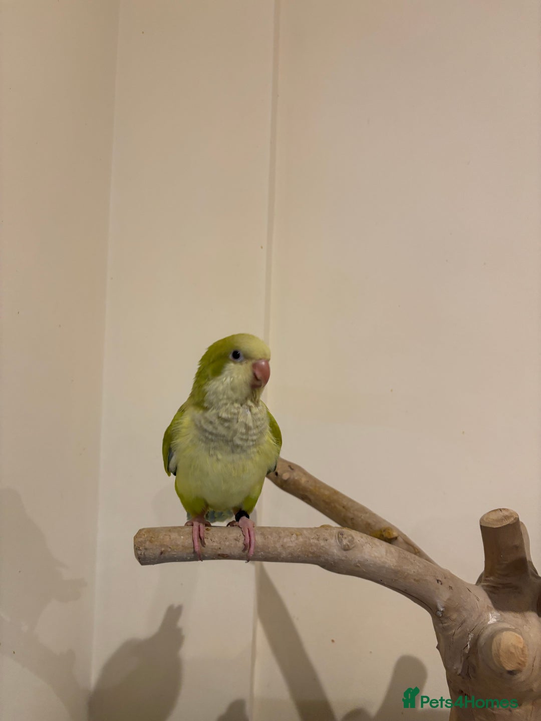 Parrots birds for sale: Hand reared baby quaker - Image 2