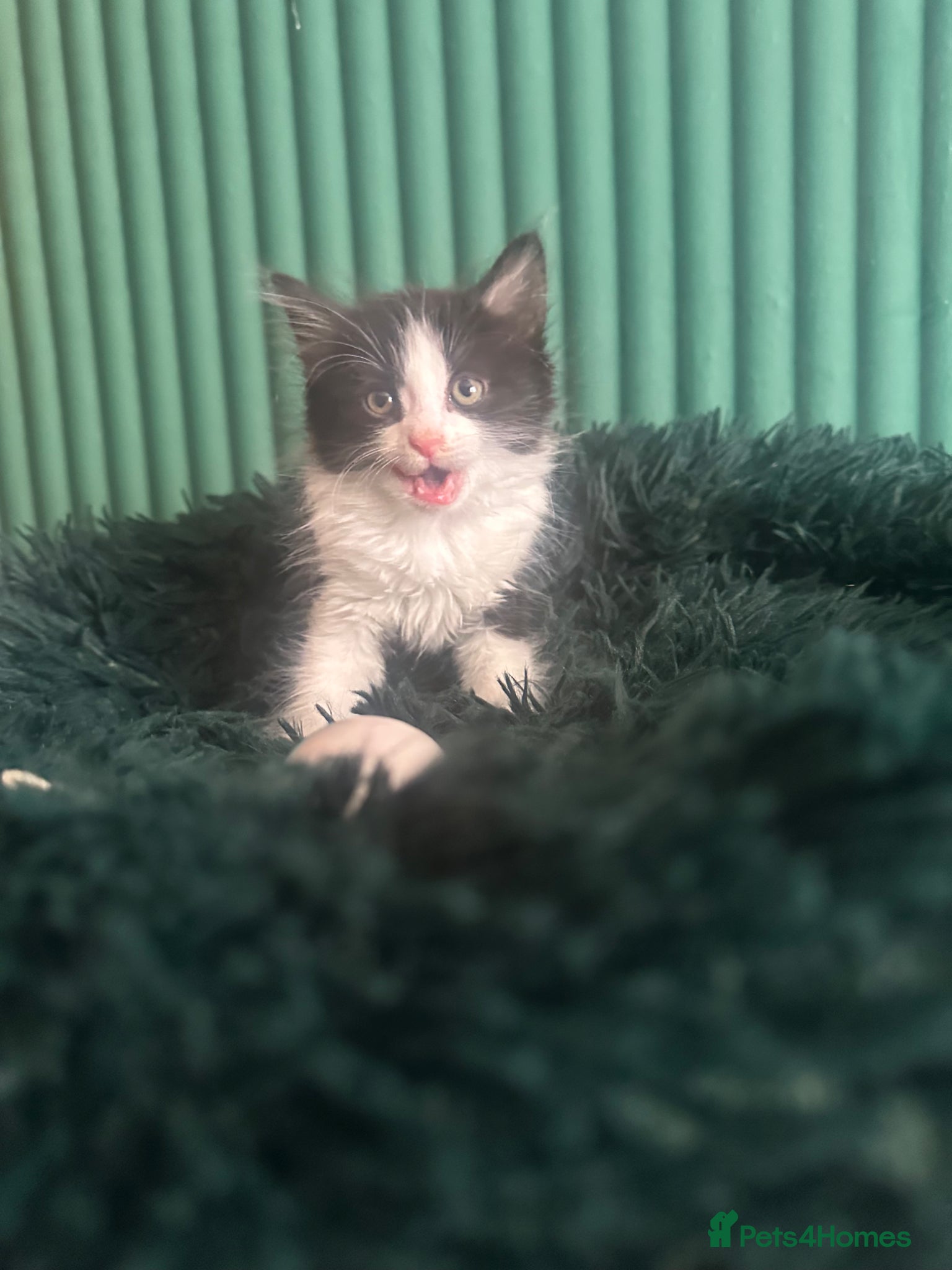 Mixed Breed cats for sale: Long hair kittens  - Advert 5
