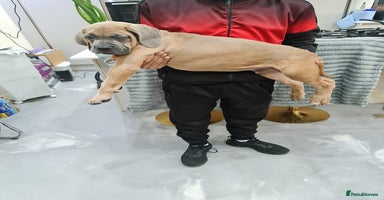 Cane Corso dogs in Wolverhampton - Advert 5