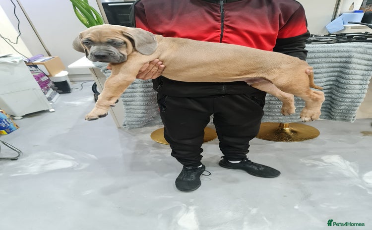 Cane Corso dogs in Wolverhampton - Advert 1