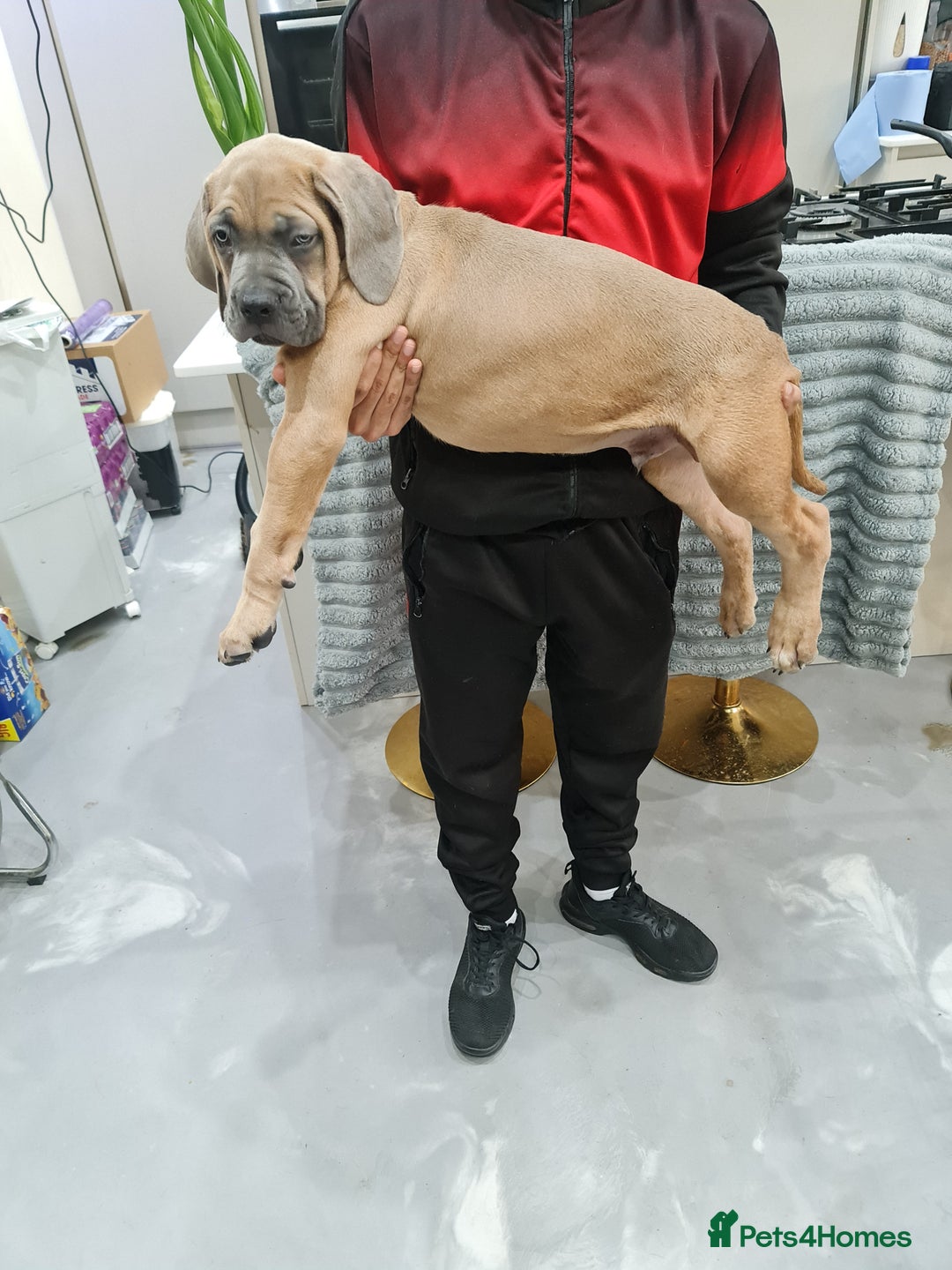 Cane Corso dogs for sale: Cane Corso Puppies in Wolverhampton - Image 1