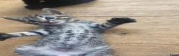 Mixed Breed cats for sale: 8 beautiful kittens available now - Advert 4