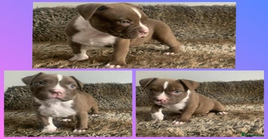 American Bully dogs - Advert 4
