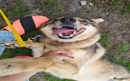 Mixed Breed dogs for adoption: 💙🐶 SIRKO 🐶💙 - Image 15