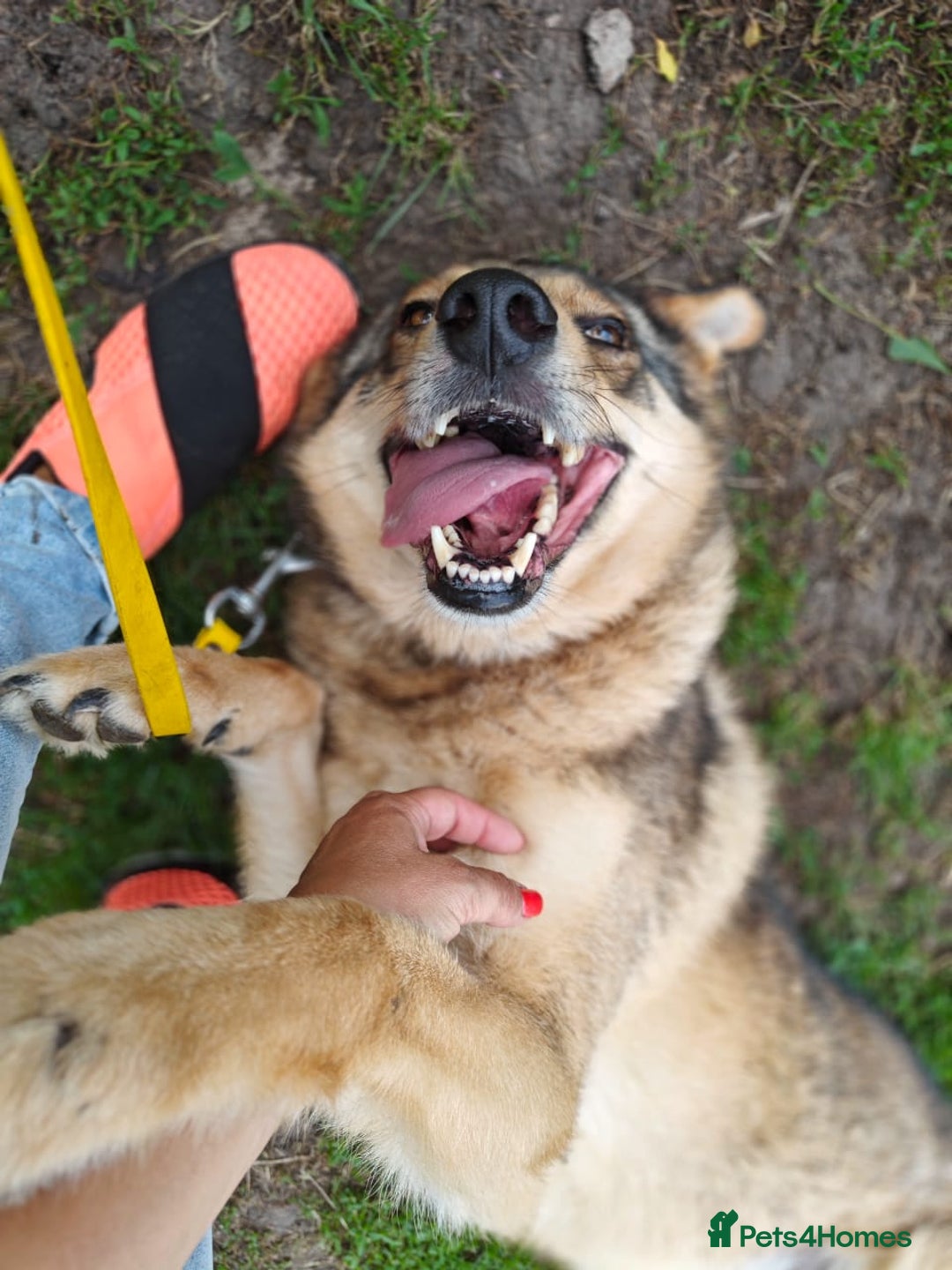 Mixed Breed dogs for adoption: 💙🐶 SIRKO 🐶💙 - Image 15