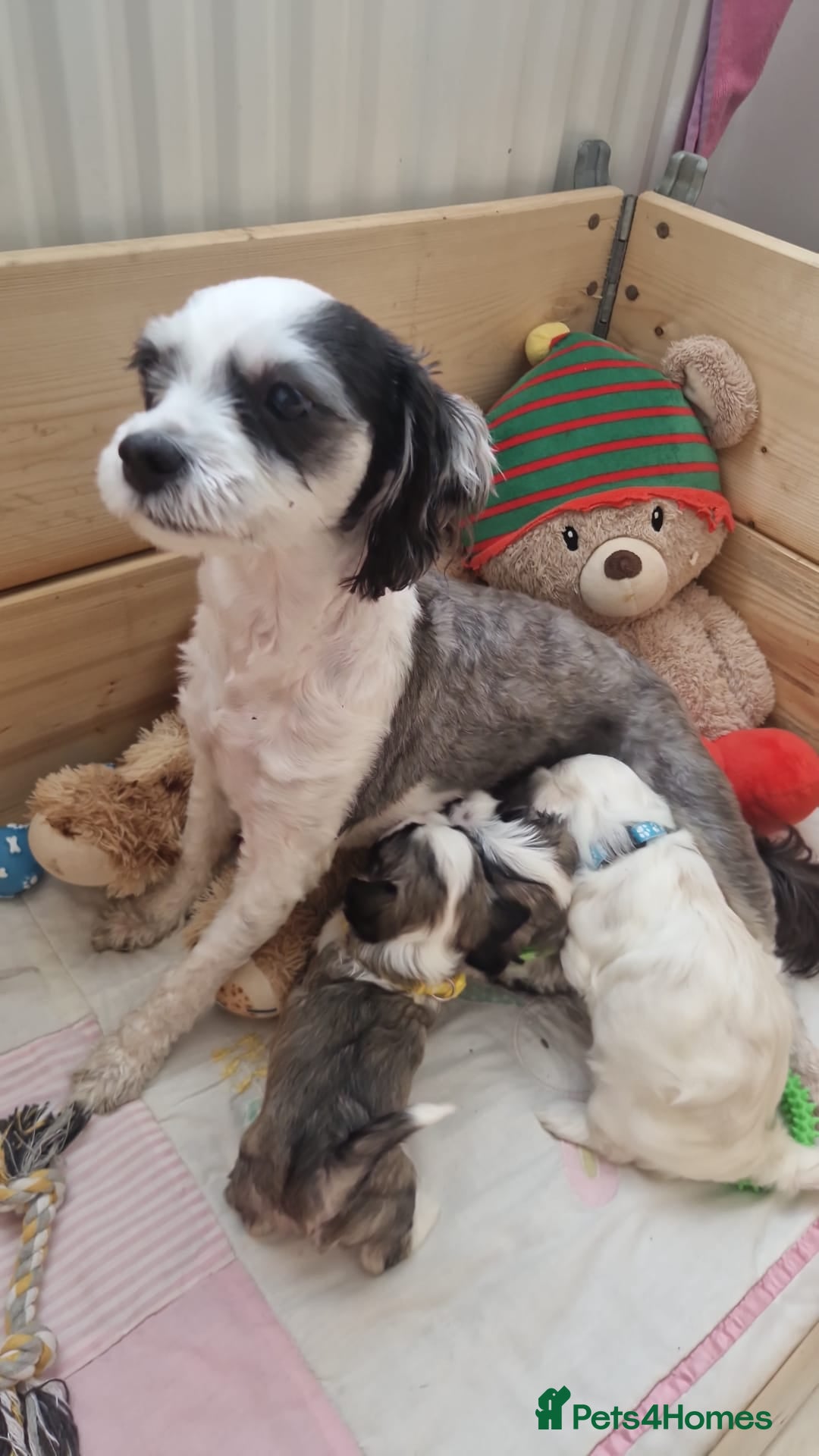 Bichon Frise dogs 3 bichions for sale - Advert 3