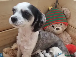 Bichon Frise dogs 3 bichions for sale - Advert 3