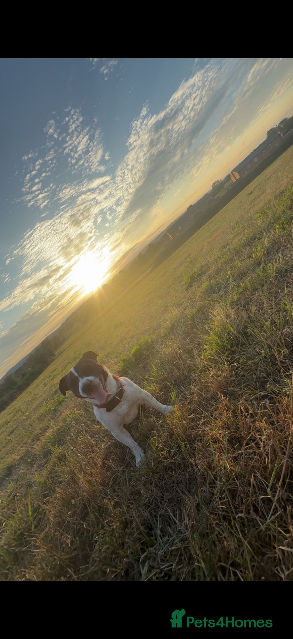 Jack Russell dogs Wynn  - Advert 1