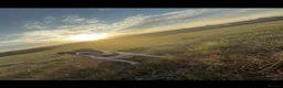 Jack Russell dogs for stud: Wynn  - Advert 1