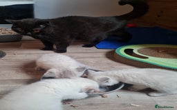 British Shorthair cats for sale: British shorthair female - Image 4