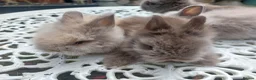 Angora rabbits for sale: PUREBRED TEDDYDWERG BABIES  - Advert 6