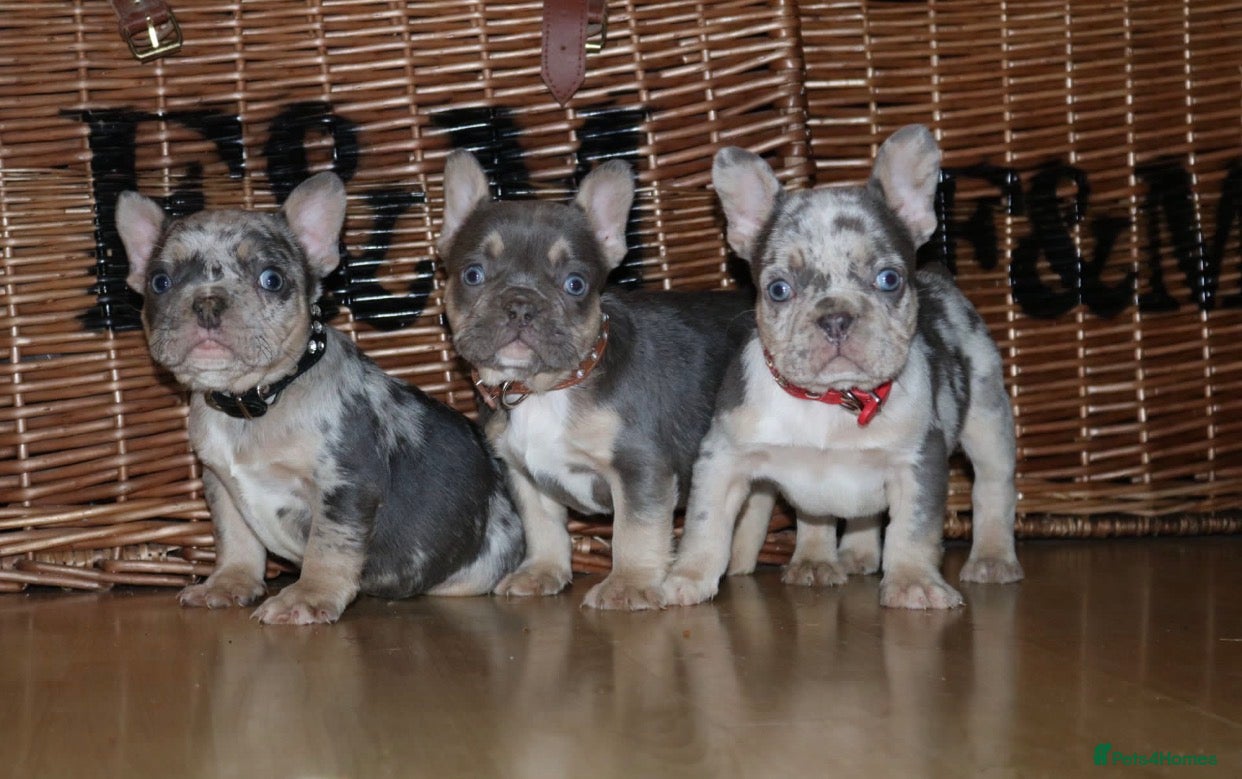 French Bulldog dogs Ready- Stunning frenchies Merle & Lilac tan 💫  - Advert 16