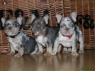 French Bulldog dogs Ready- Stunning frenchies Merle & Lilac tan 💫 - Advert 6