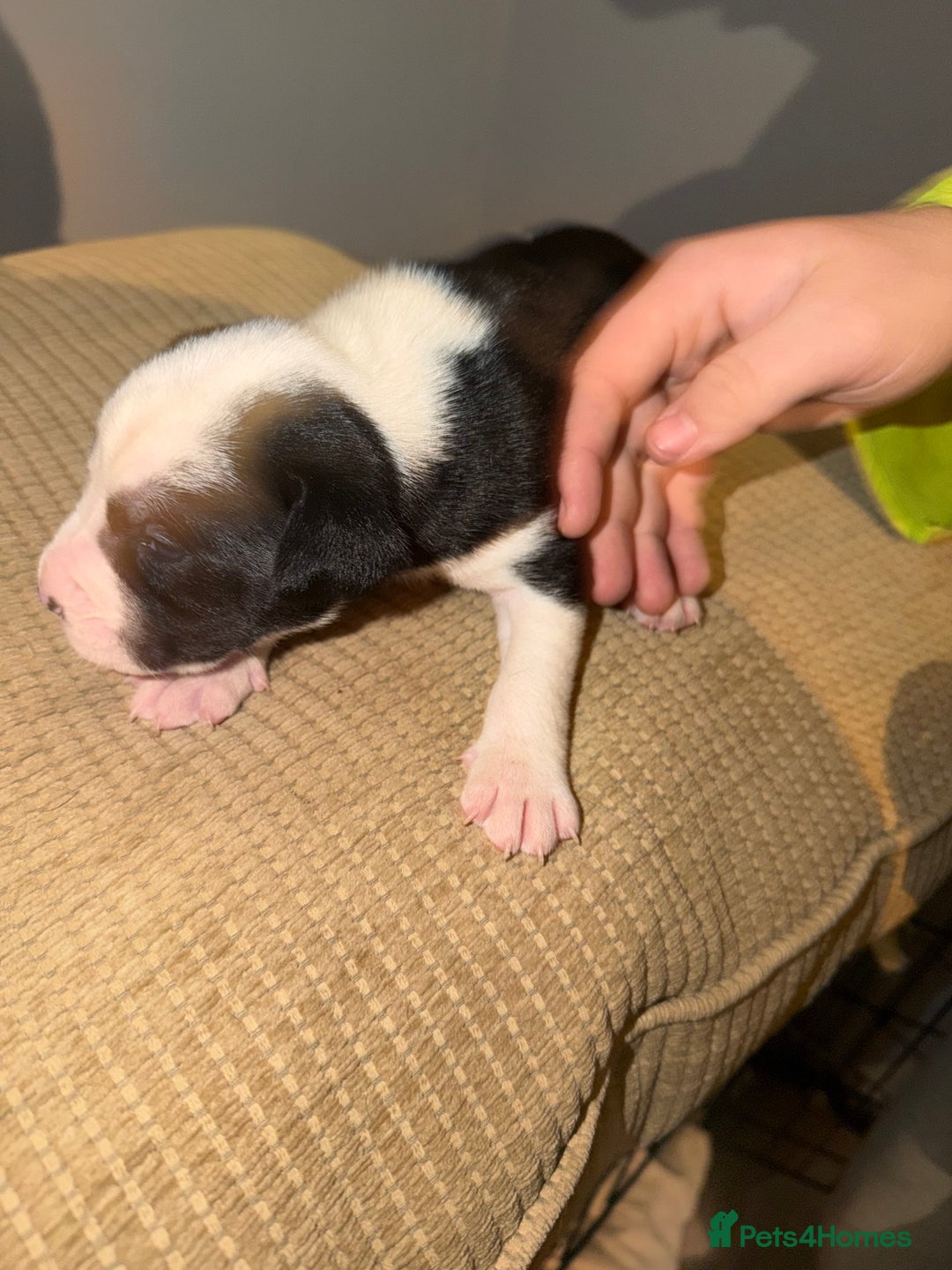 Mixed Breed dogs for sale: Puppies  - Advert 3