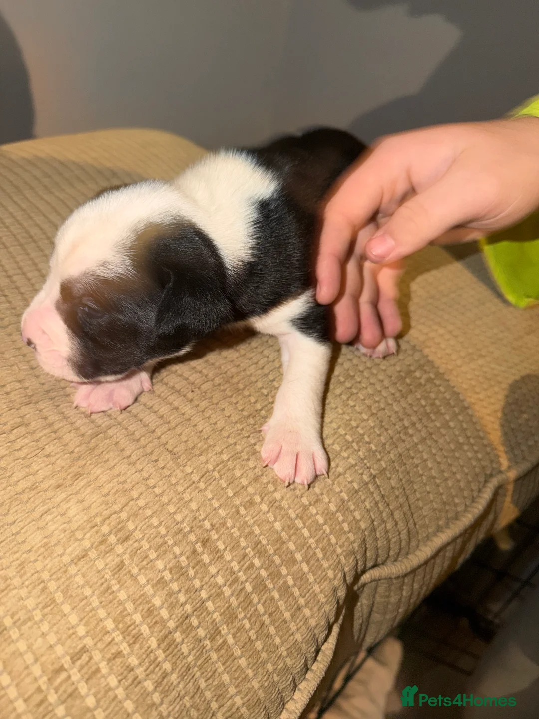 Mixed Breed dogs for sale: Puppies  - Advert 3