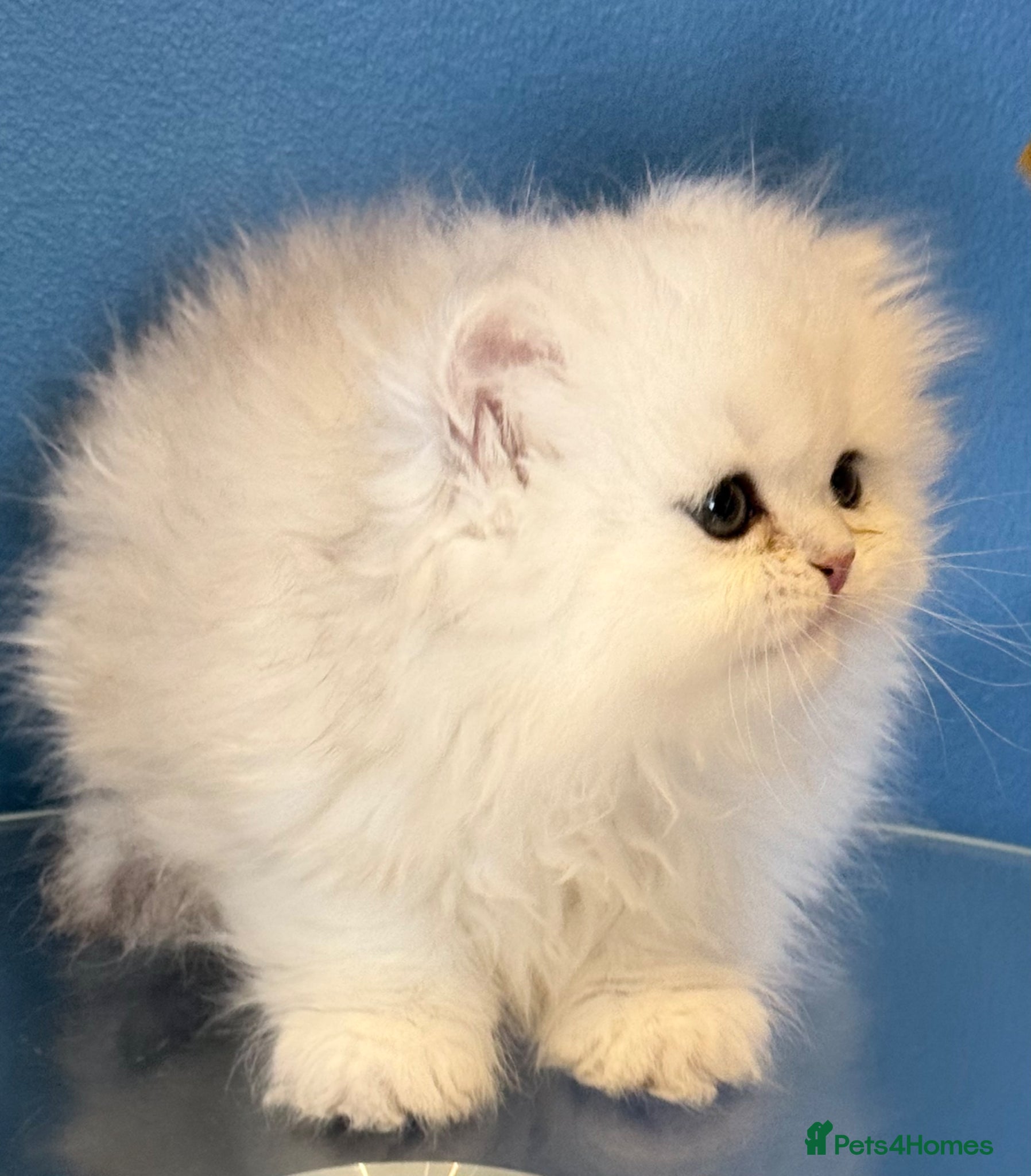 Persian cats for sale: GCCF registered silver persian( chinchilla) - Advert 1