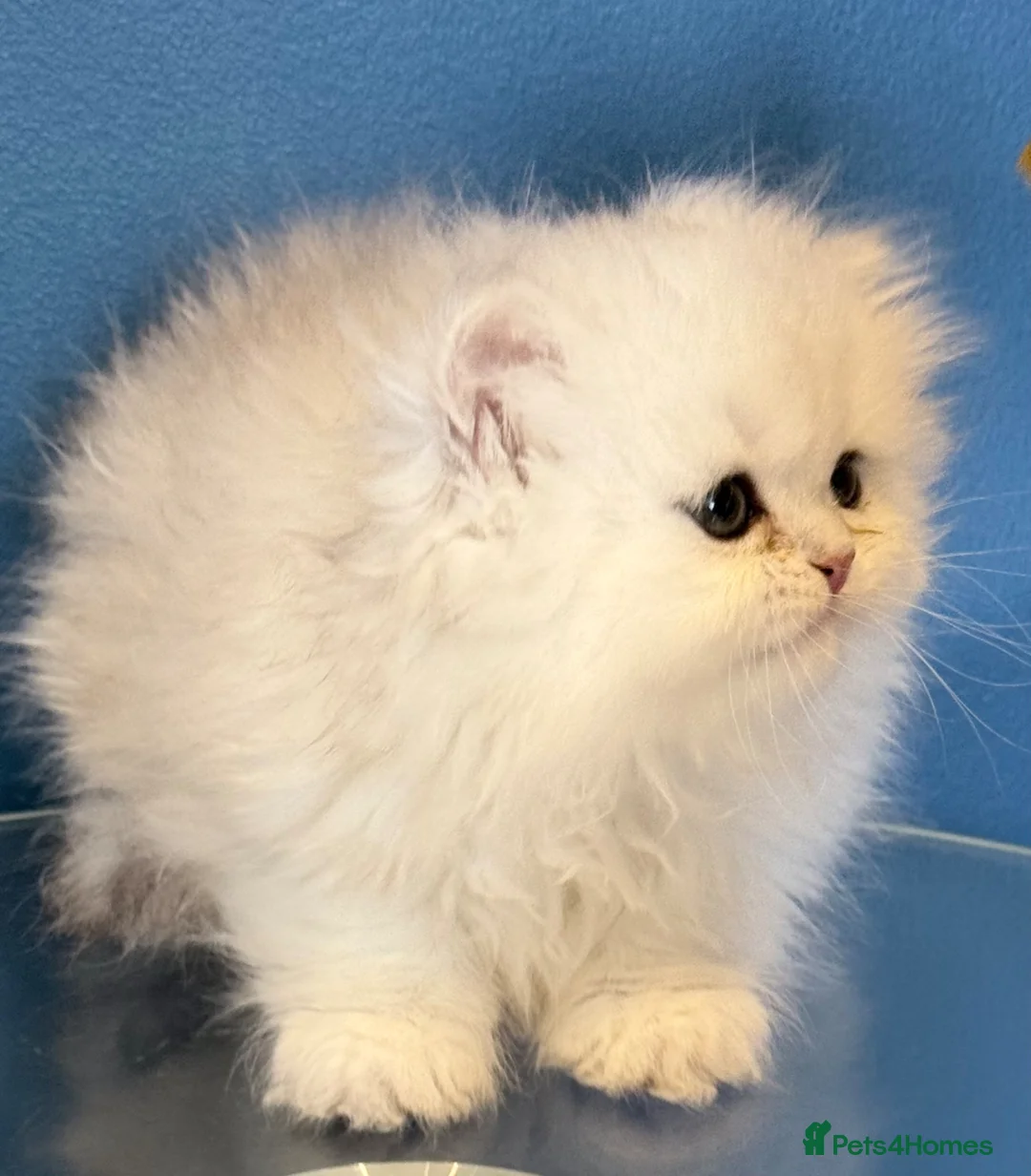 Persian cats for sale: GCCF registered silver persian( chinchilla) - Advert 1