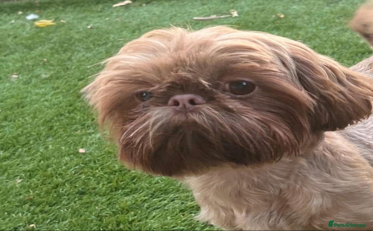 Shih Tzu dogs - Advert 2
