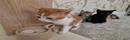 Mixed Breed cats for sale: Kittens Ready Now in Basildon - Advert 22