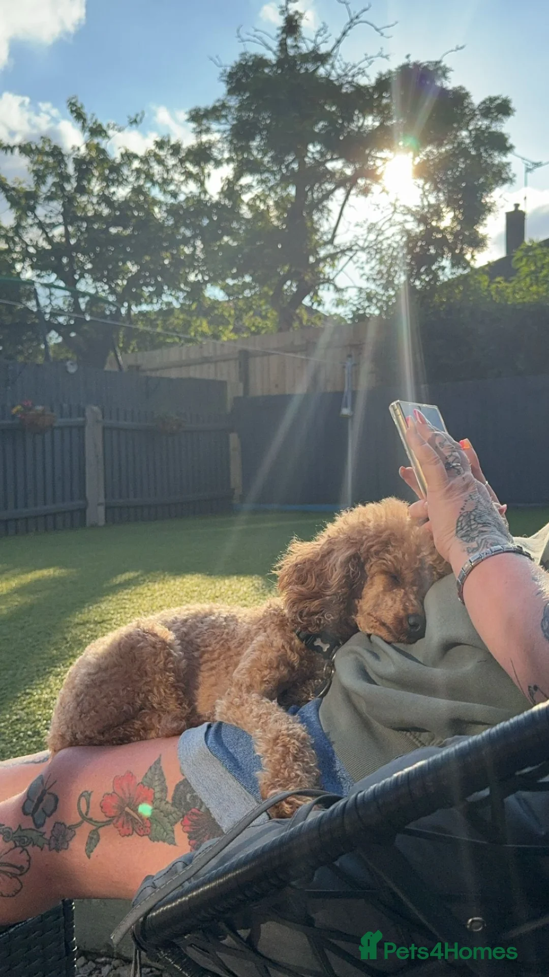 Toy Poodle dogs for stud: toy poodle short notice DNA  tested clear PRA £125 in Nottingham - Advert 15