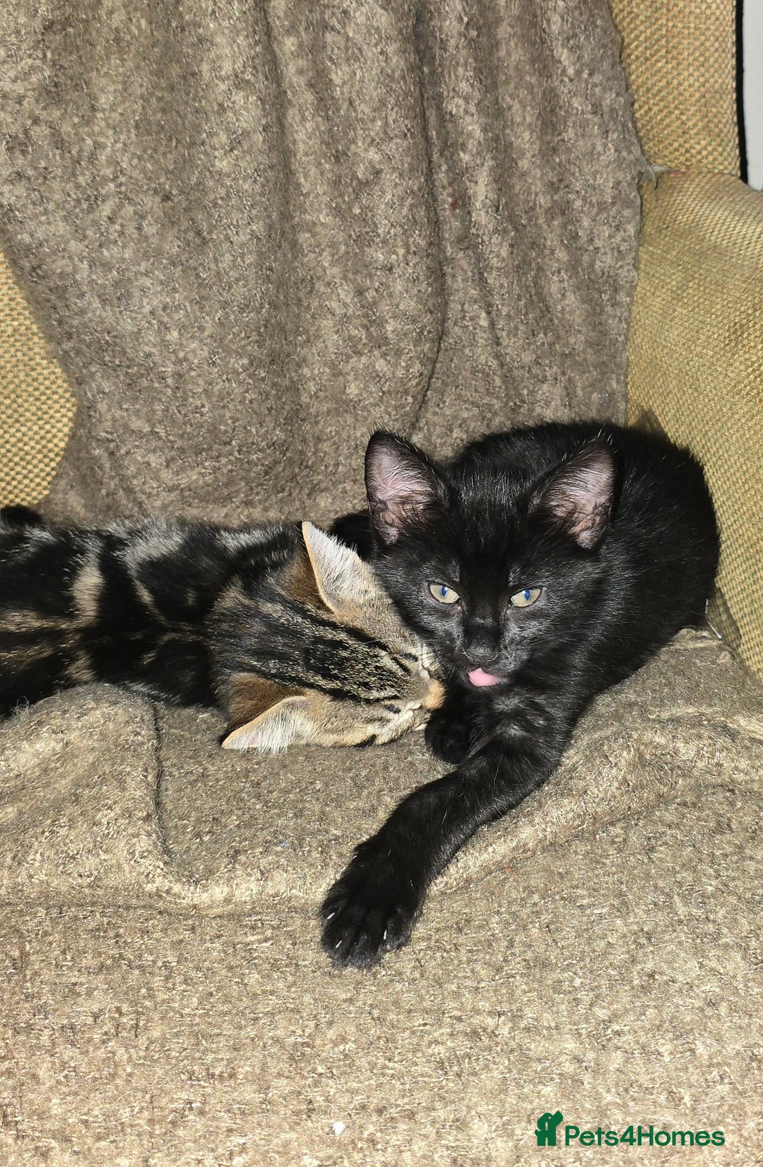 Mixed Breed cats for sale: Three boys looking for forever loving home  - Advert 18