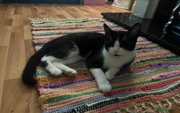 Mixed Breed cats for sale: Loveable boy needs home - Image 1