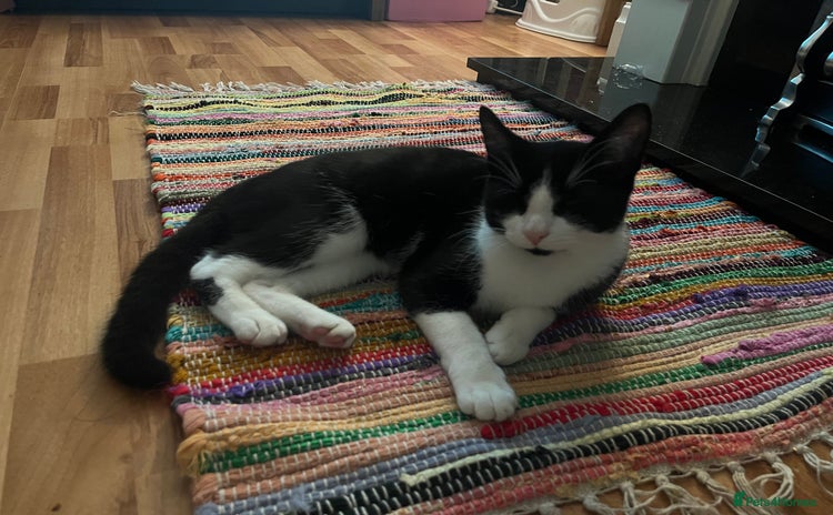 Mixed Breed cats - Advert 3