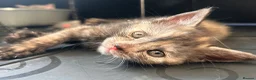 British Shorthair cats for sale: Stunning British short hair kittens - Advert 20