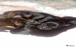 Mixed Breed dogs for sale: 6 Beautiful Babys - Image 7