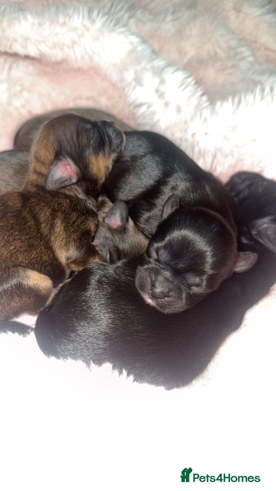 Mixed Breed dogs for sale: 6 Beautiful Babys - Image 7