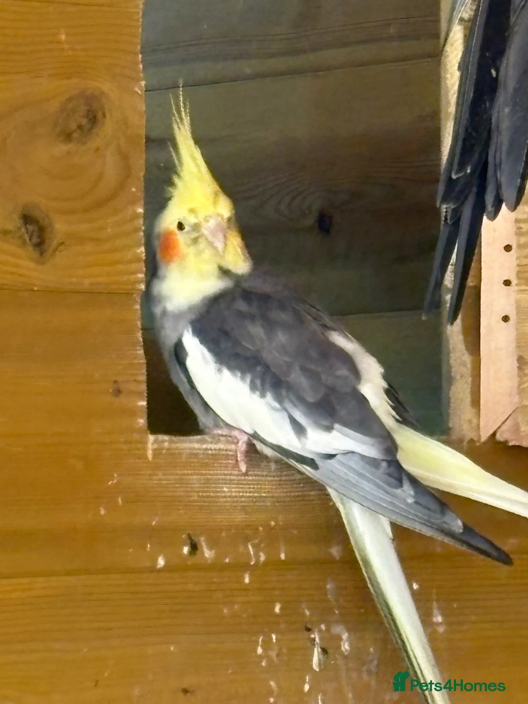 Cockatiels birds for sale: 4x cockatiels  - Advert 2